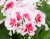 Pelargonia Rabatowa Smokey Eye White C12