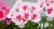 Pelargonia Rabatowa Smokey Eye White C12
