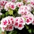 Pelargonia Rabatowa Smokey Eye White C12