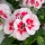 Pelargonia Rabatowa Smokey Eye White C12