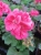 Pelargonia Rabatowa RÓŻ VINETA C12