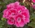 Pelargonia Rabatowa RÓŻ VINETA C12