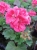 Pelargonia Rabatowa RÓŻ VINETA C12