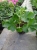 Pelargonia Rabatowa RÓŻ VINETA C12
