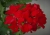 Pelargonia MARCADA DARK RED P9