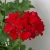 Pelargonia MARCADA DARK RED P9