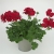 Pelargonia MARCADA DARK RED P9