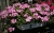 Pelargonia MARCADA PINK P9