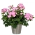 Pelargonia MARCADA PINK P9