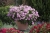 Pelargonia MARCADA PINK P9