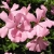 Pelargonia MARCADA PINK P9