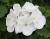 Pelargonia Rabatowa WHITE PALOMA c12