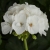 Pelargonia Rabatowa WHITE PALOMA c12