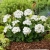 Pelargonia Rabatowa WHITE PALOMA c12
