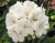 Pelargonia Rabatowa WHITE PALOMA c12