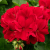 Pelargonia Calliope Dark Red C12