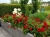 Pelargonia Calliope Dark Red C12