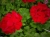 Pelargonia Calliope Dark Red C12