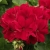 Pelargonia Calliope Dark Red C12