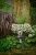 Supertunia Vista SILVERBERRY 6 sadzonek