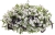 Supertunia Vista SILVERBERRY 6 sadzonek