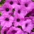 Supertunia Vista Jazzberry P7