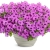Supertunia Vista Jazzberry P7