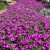 Supertunia Vista Jazzberry P7