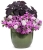 Supertunia Vista Jazzberry P7