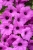 Supertunia Vista Jazzberry P7