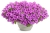 Supertunia Vista Jazzberry P7