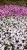 Supertunia Vista Silverberry P7