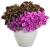 Supertunia Vista Jazzberry 6 sadzonek