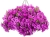 Supertunia Vista Jazzberry 6 sadzonek