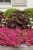 Supertunia Vista PARADISE P7