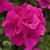 Pelargonia MARCADA VIOLET P9