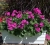 Pelargonia MARCADA VIOLET P9