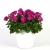 Pelargonia MARCADA VIOLET P9