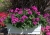Pelargonia MARCADA VIOLET P9