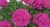 Pelargonia MARCADA VIOLET P9