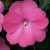 Niecierpek Sunpatiens Compact Hot Pink