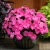 Niecierpek Sunpatiens Compact Hot Pink