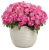 Niecierpek Sunpatiens Compact Hot Pink