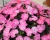 Niecierpek Sunpatiens Vigorous Pretty Pink