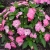Niecierpek Sunpatiens Vigorous Pretty Pink