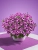 Supertunia VISTA Raspberry Star p9