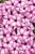 Supertunia VISTA Raspberry Star p9