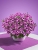 Supertunia VISTA Raspberry Star p9