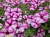 Supertunia VISTA Raspberry Star p9