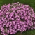 Supertunia VISTA Raspberry Star p9